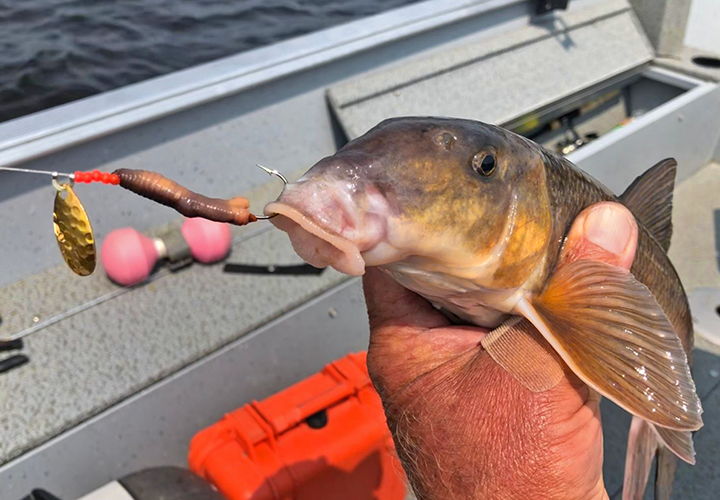 image of sucker fish causght on Little Joe Sinner