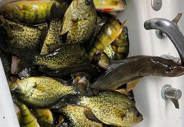 image of mixed bag catch including crappies, perch and walleyes
