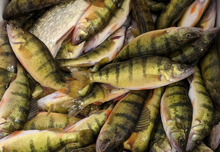 image of perch caught on september fishing trip by Paul Kautza and Dick Williams