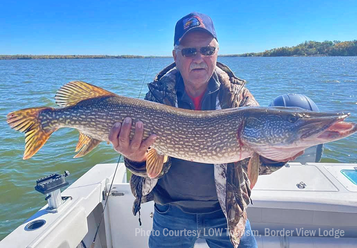 image of big pike caught on lake of the woods