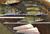 image of lake winnie walleyes on the fillet table