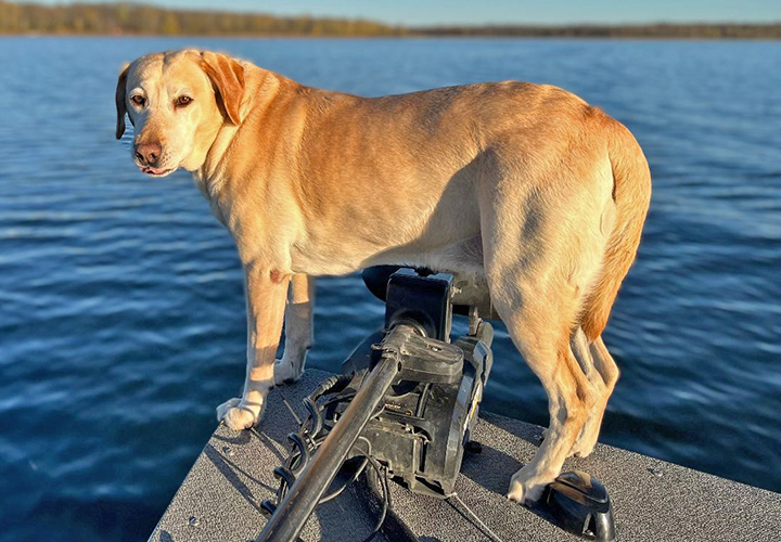 image of Sundin's Yellow Lab Sandy on boat