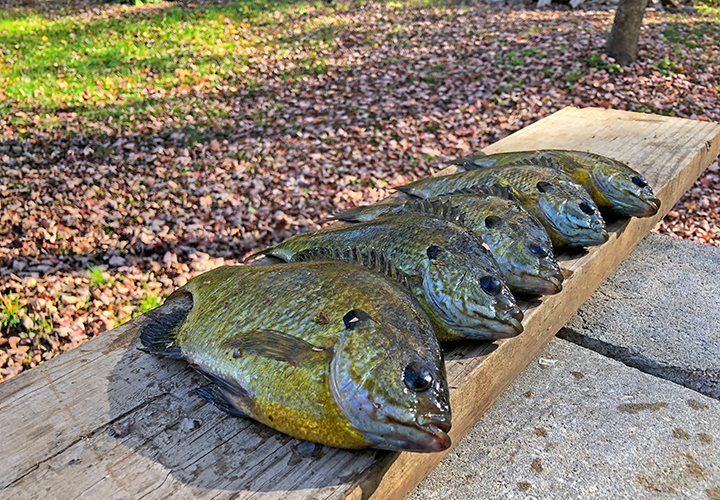 image of 5 female sunfish harvested on exploratory fishing trip