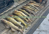 image of walleyes and sauger caught on the soutwest side of lake of the woods January 7, 2022