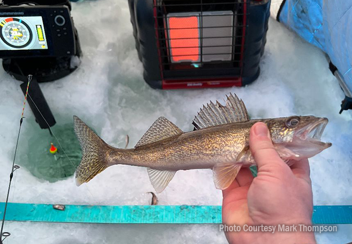 image of angler holding typical Lake Winnie Walleye