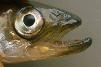 image links to article about smelt caught in lake of the woods