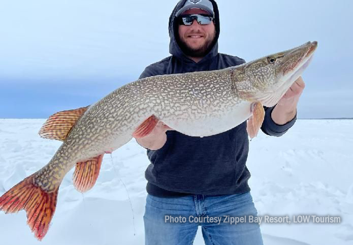 imaqge orf ice fisherman holding huge northern pike from Zippel Bay on Lake of the Woods