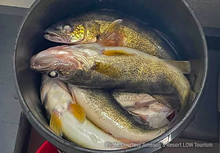 image of walleyes in bucket