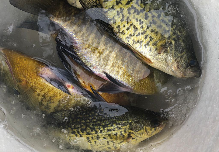 image of panfish in a pail