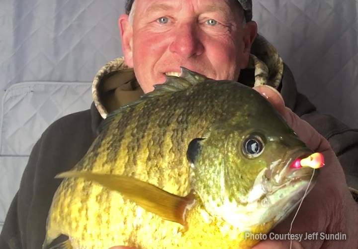 image of grand rapids fishing guide jeff sundin holding big blugill caught near grand rapids mn