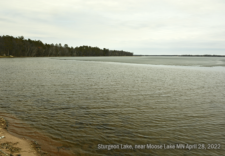 image of open water at the shoreline on Sturgeon Lake near Moose Lake MN