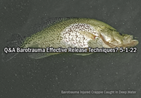 image of crappie floating dead on the surface