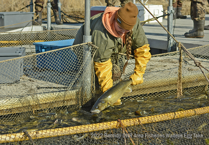 image of DNR Fisheries staff handling large walleye at Bemidji Areea hatchery