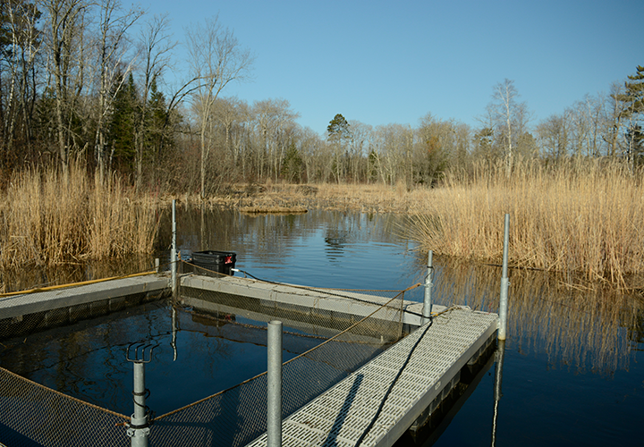 image of big lake creek walleye spawning site