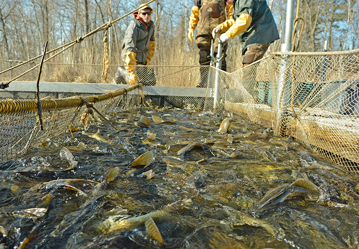 image of walleyes in trap net at Big Lake Creek spawing site near Bemidji