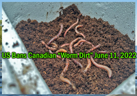 image links to artilce about US ban on importing canadian night crawlers packed in dirt