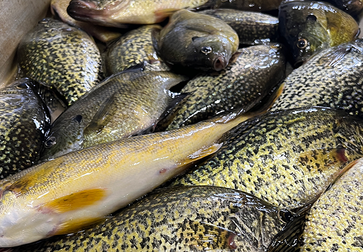 image of mixed bag crappies, sunfish and walleye