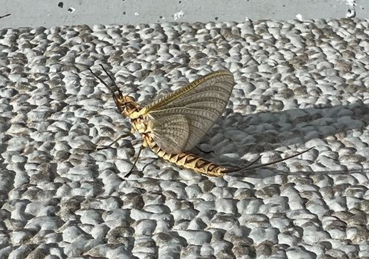 image of mayfly sitting on the edge of sundin's boat