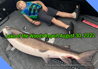 image of huge, five foot long sturgeon caught on the rainy river