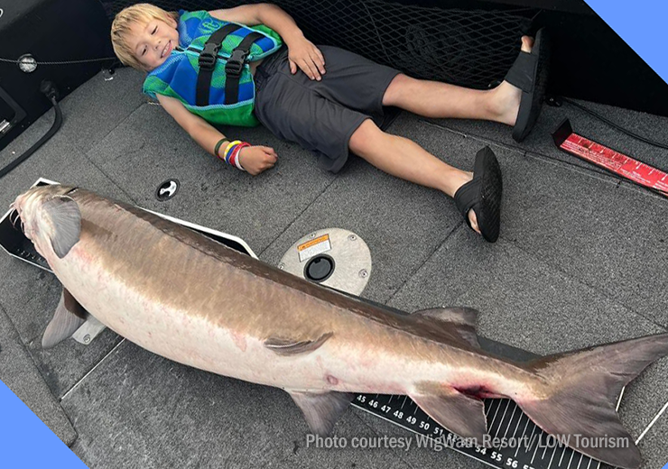 image of huge, five foot long sturgeon caught on the rainy river