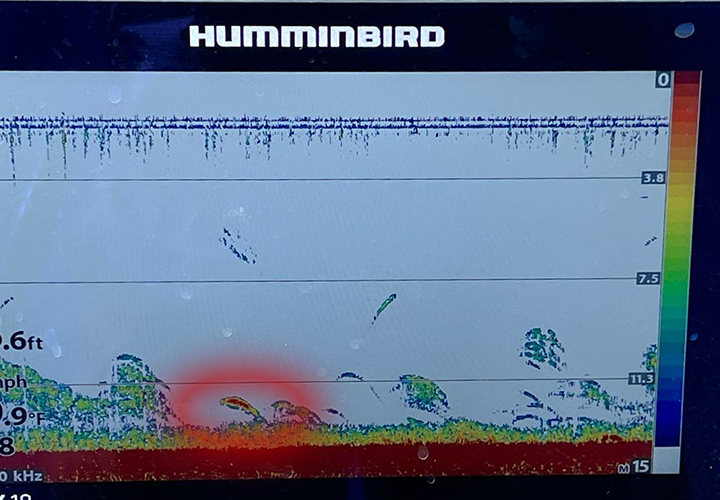 image of humminbird graph showing walleye near baitfish