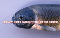 image of poor quality mud minnow links to report about live bait supplies
