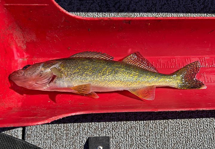 image of walleye from the 2020 year class on ruler at lake winnie