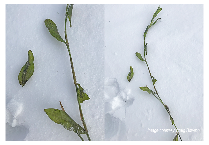 image of cabbage weeds growing under the ice near grand rapids