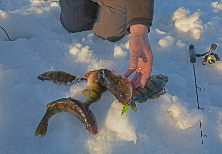 image of ice fisherman placing Jumbo Perch on the ice