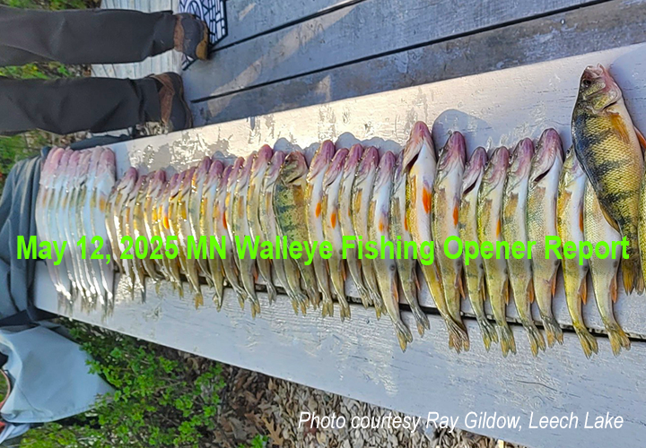 image links to fishing report about the 2025 Fishing opener in Minnesota