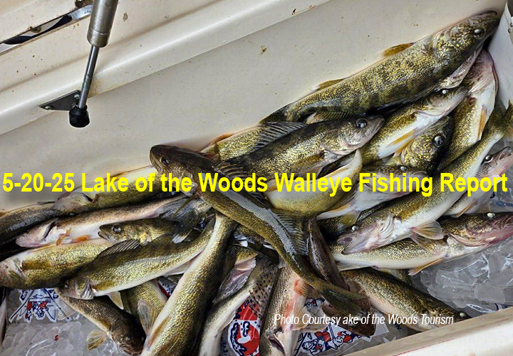 image links to fishing report from Lake of the Woods