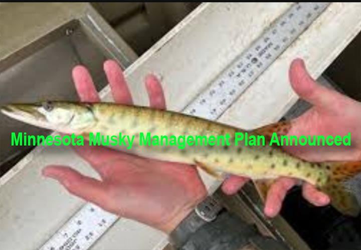 image links to article about minnesota musky management plan public comment period