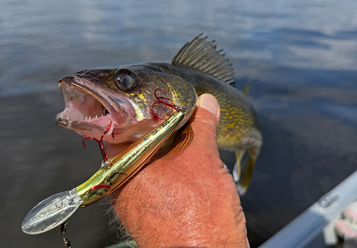 Lake Vermilionn Walleye caught on Lindy Rally Fish crank bait