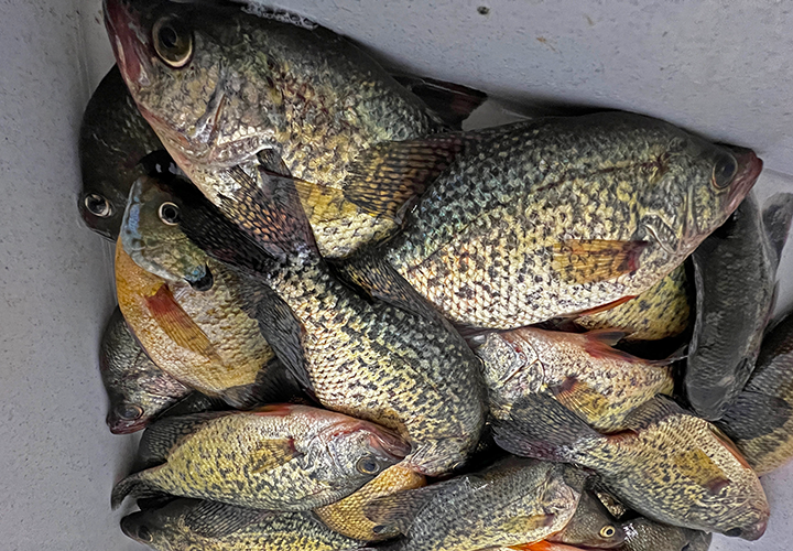 image of crappie limits caught by Don and Cade Hamelka