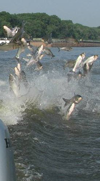 image of bighead carp jumping
