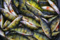 image of large bucket filled with perch