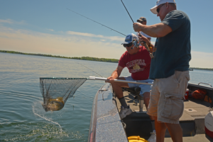 fishermen landing big walleye