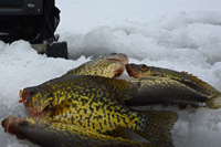 image of Crappies on ice