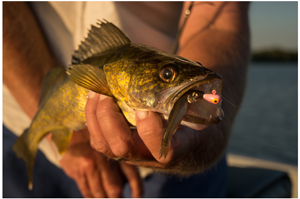 image of walleye caught on lindy live bait jig