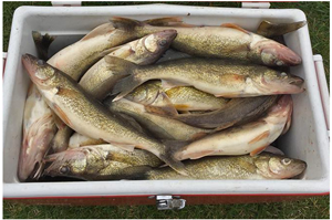 image of walleyes