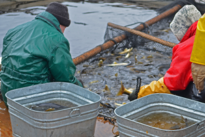 image of DNR sorting walleyes