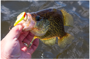 image of crappie caught on lindy glow streak