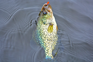 image of crappie