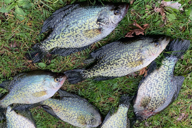 Lake Kabatogama Fishing Reports For Walleye Pike and Perch 2019