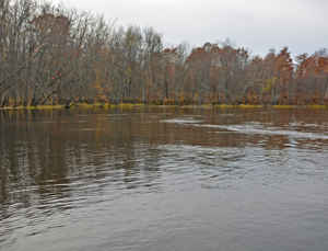 image of walleye location on river