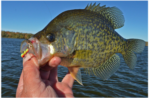 image of nice crappie