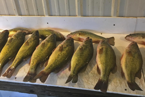 image of largemouth bass on fish cleaning table