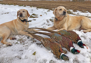 image of Stella and Sandy with 3 nice Rooster Pheasants