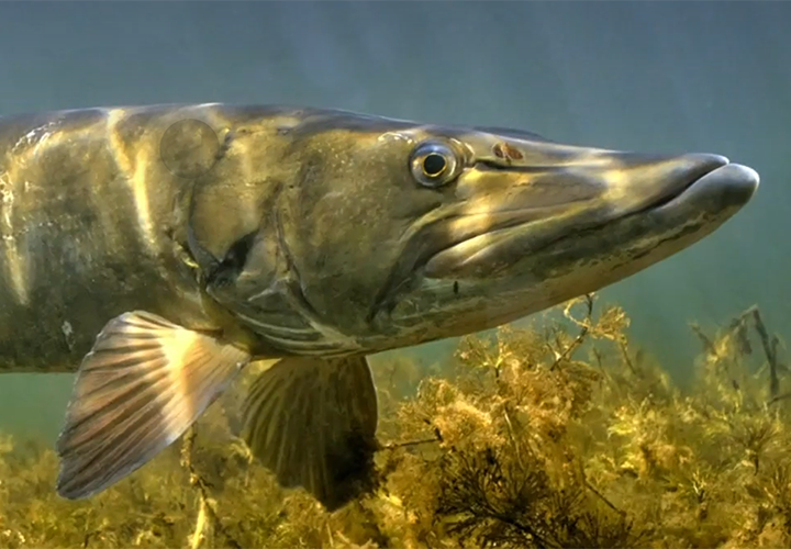 image of muskie underater