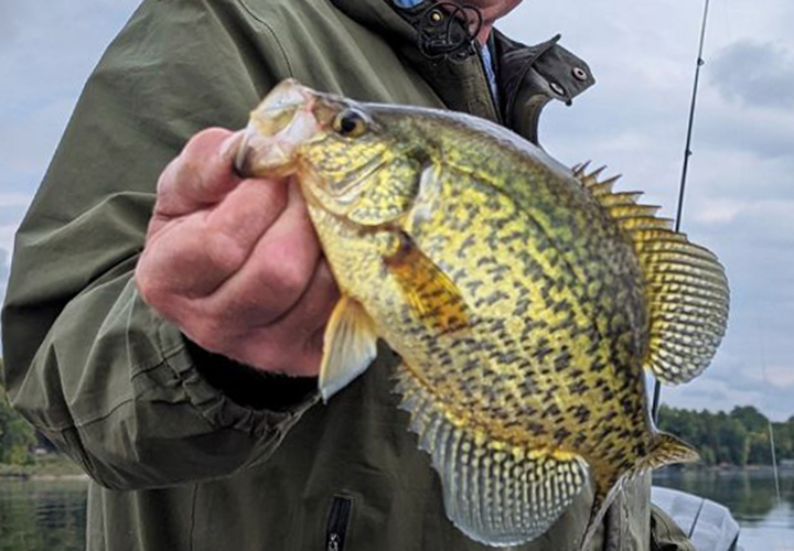image of crappie in the hand of angler